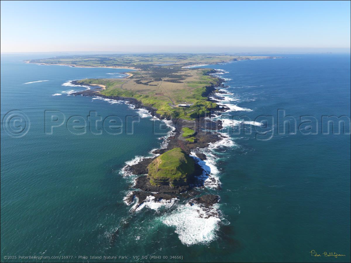 Peter Bellingham Photography Philip Island Nature Park - VIC SQ (PBH3 00 34656)